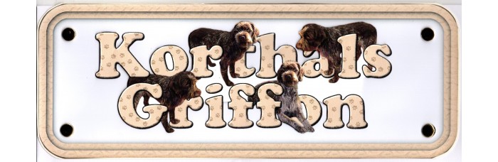 Korthals Griffon Korthals Griffon